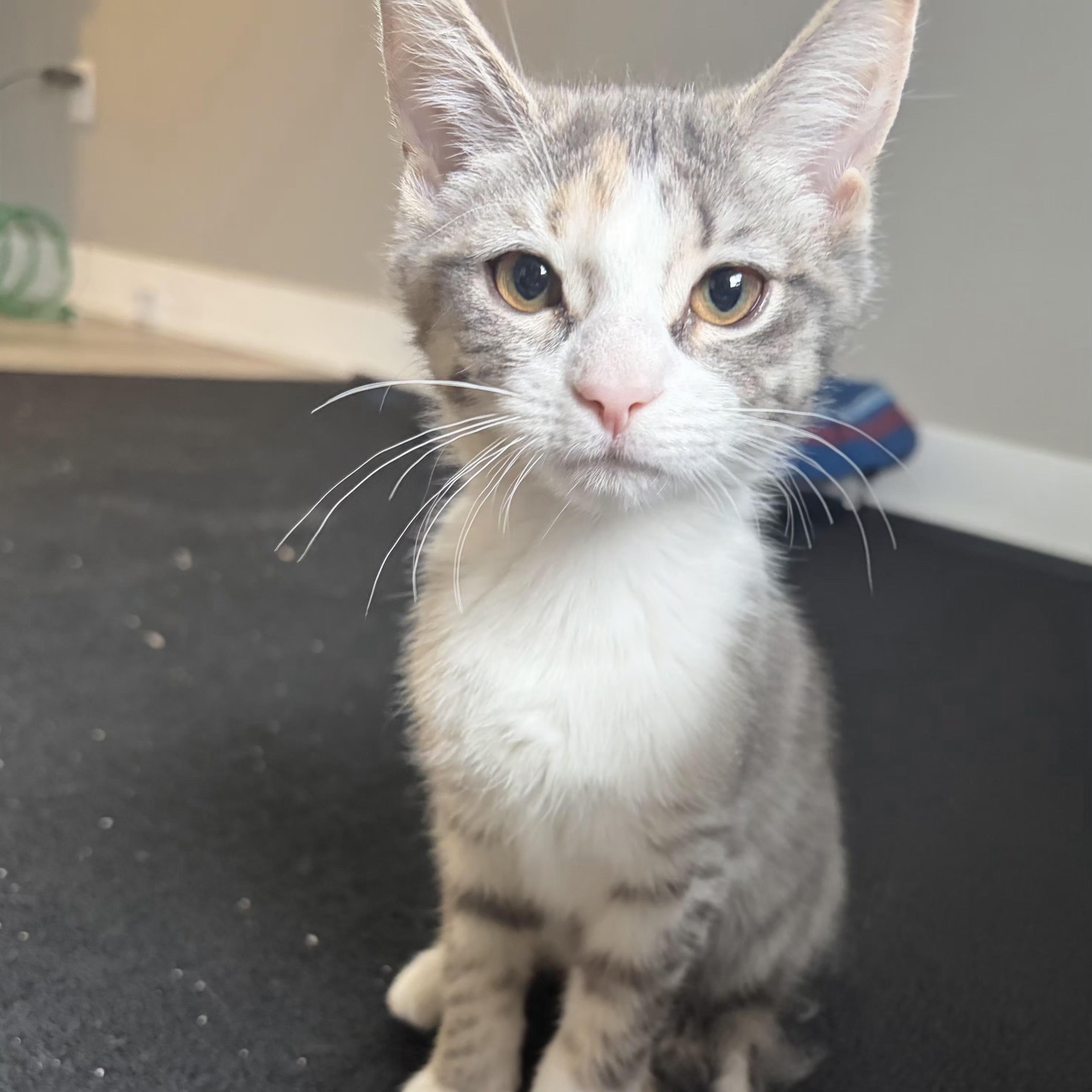 Chai, adopted, Kitten Female Domestic Short Hair.