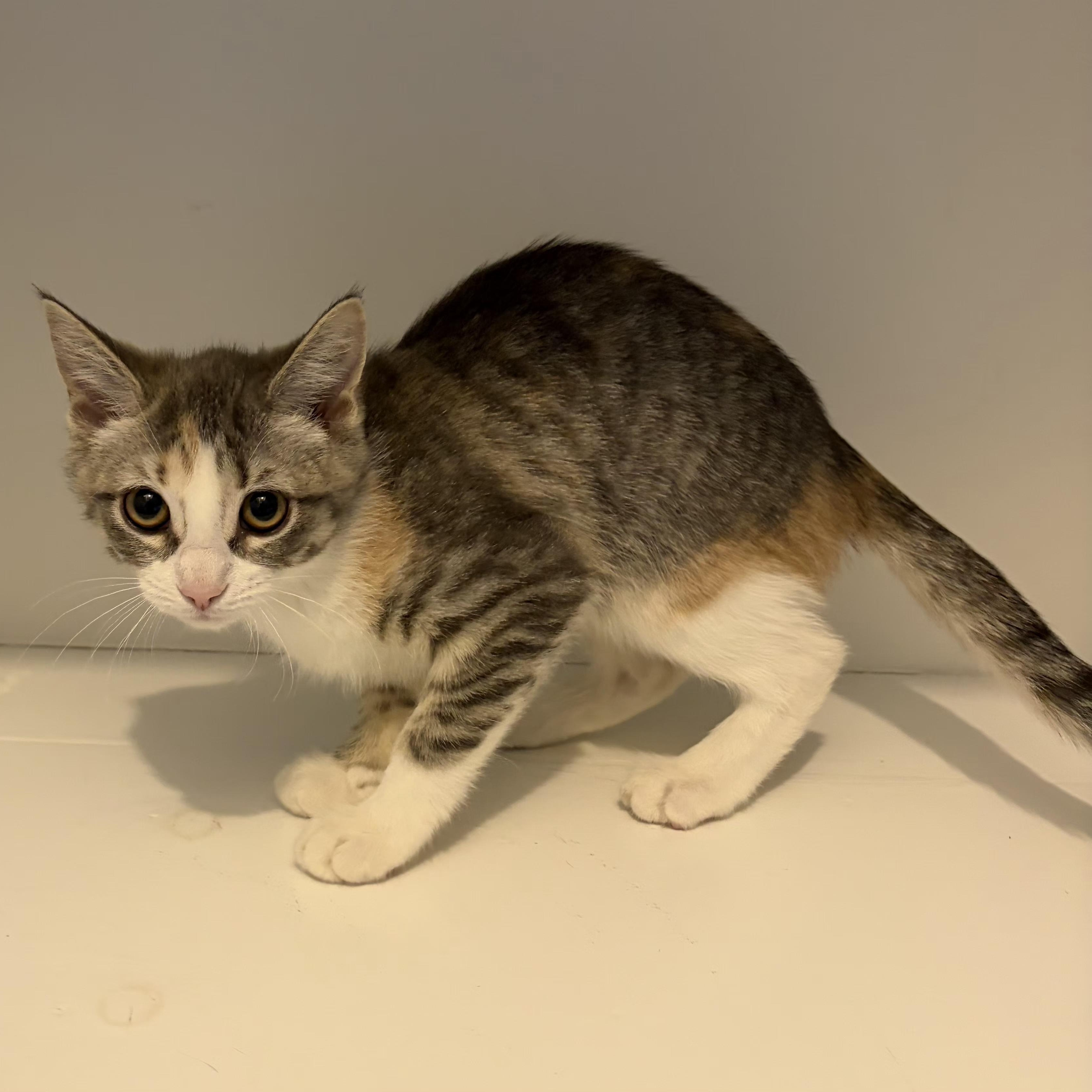 Enlarge Chai, an adopted Domestic Short Hair in Grand Rapids, MI image 4/4