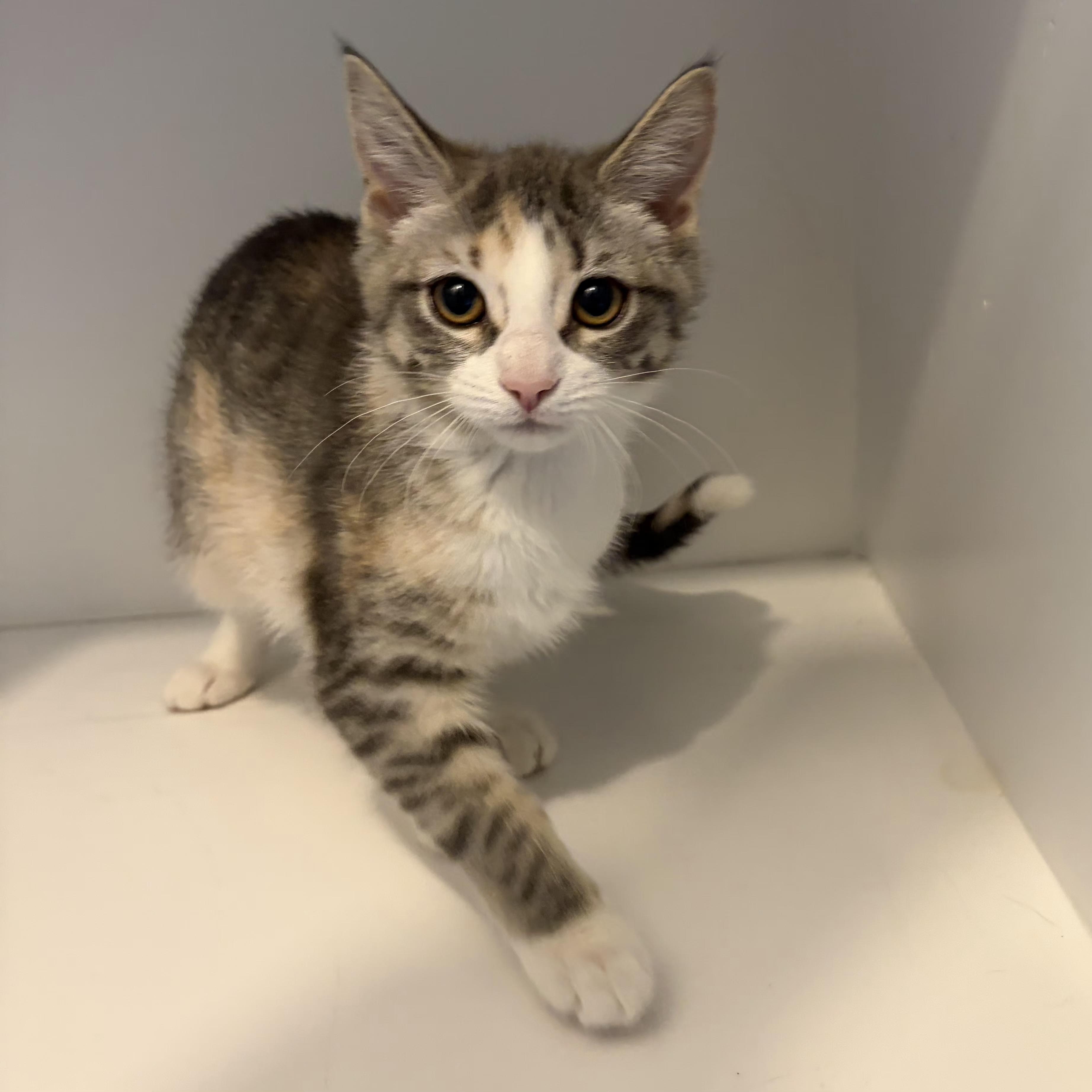 Enlarge Chai, an adopted Domestic Short Hair in Grand Rapids, MI image 2/4