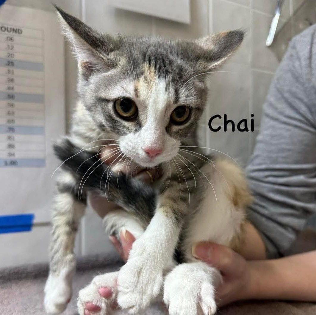 Enlarge Chai, an adopted Domestic Short Hair in Grand Rapids, MI image 3/4