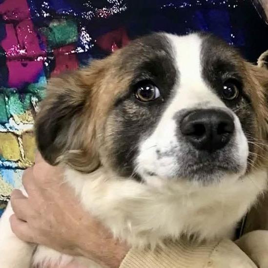 Fluffy — thumbnail 2