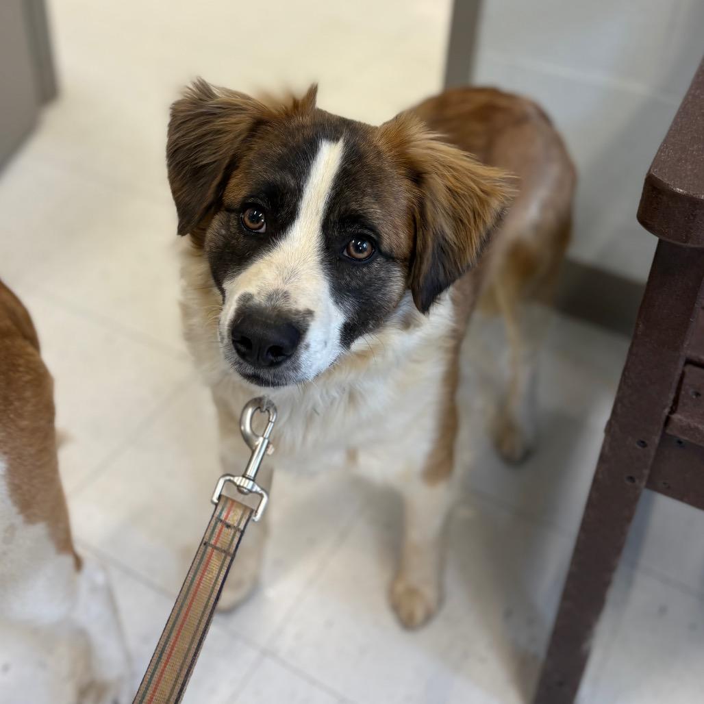 Fluffy — thumbnail 3