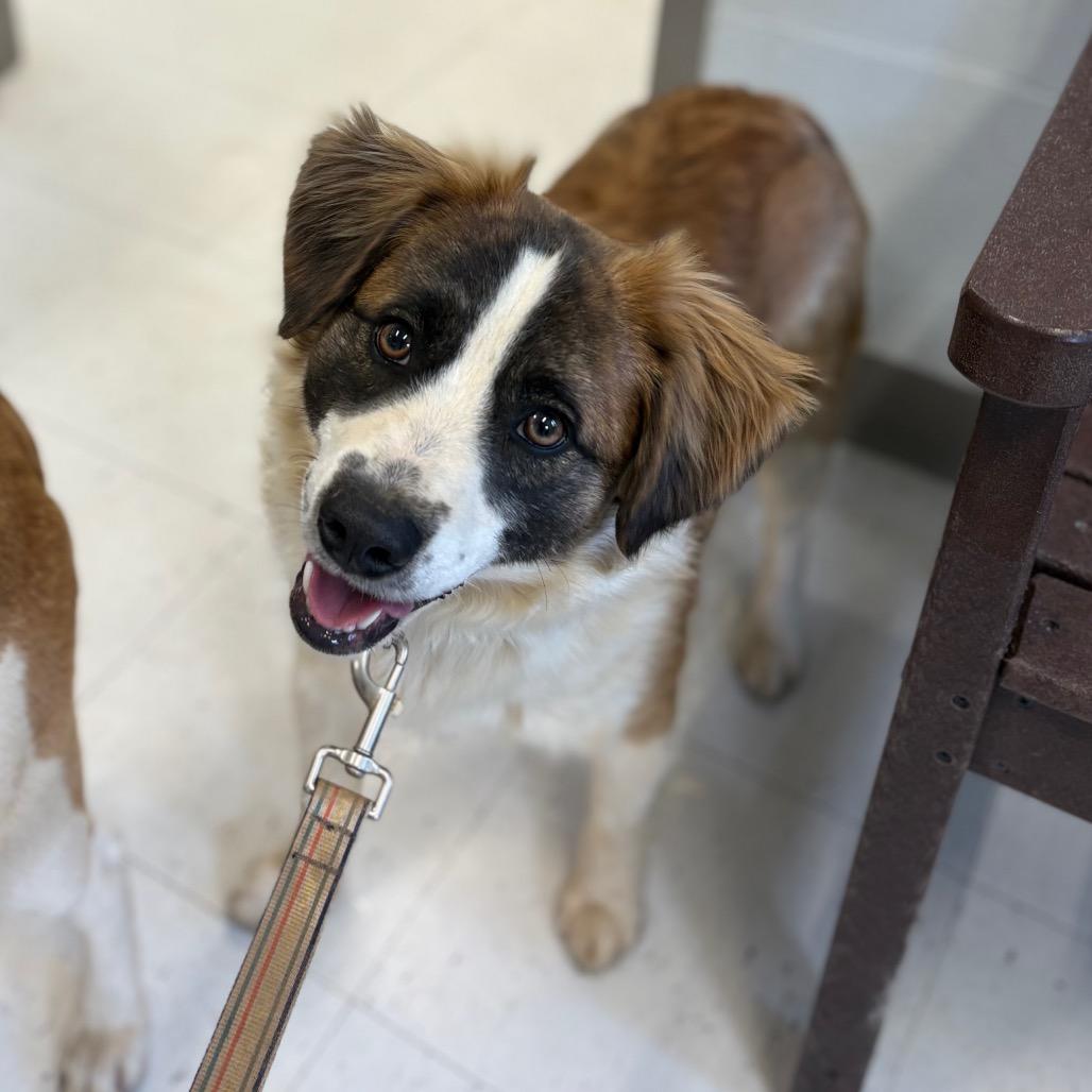 Fluffy — thumbnail 4