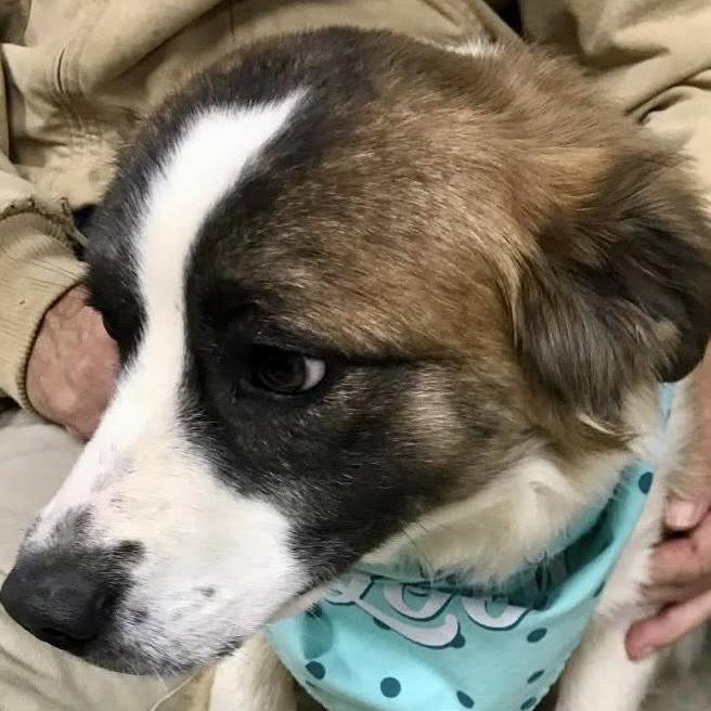 Fluffy — thumbnail 6