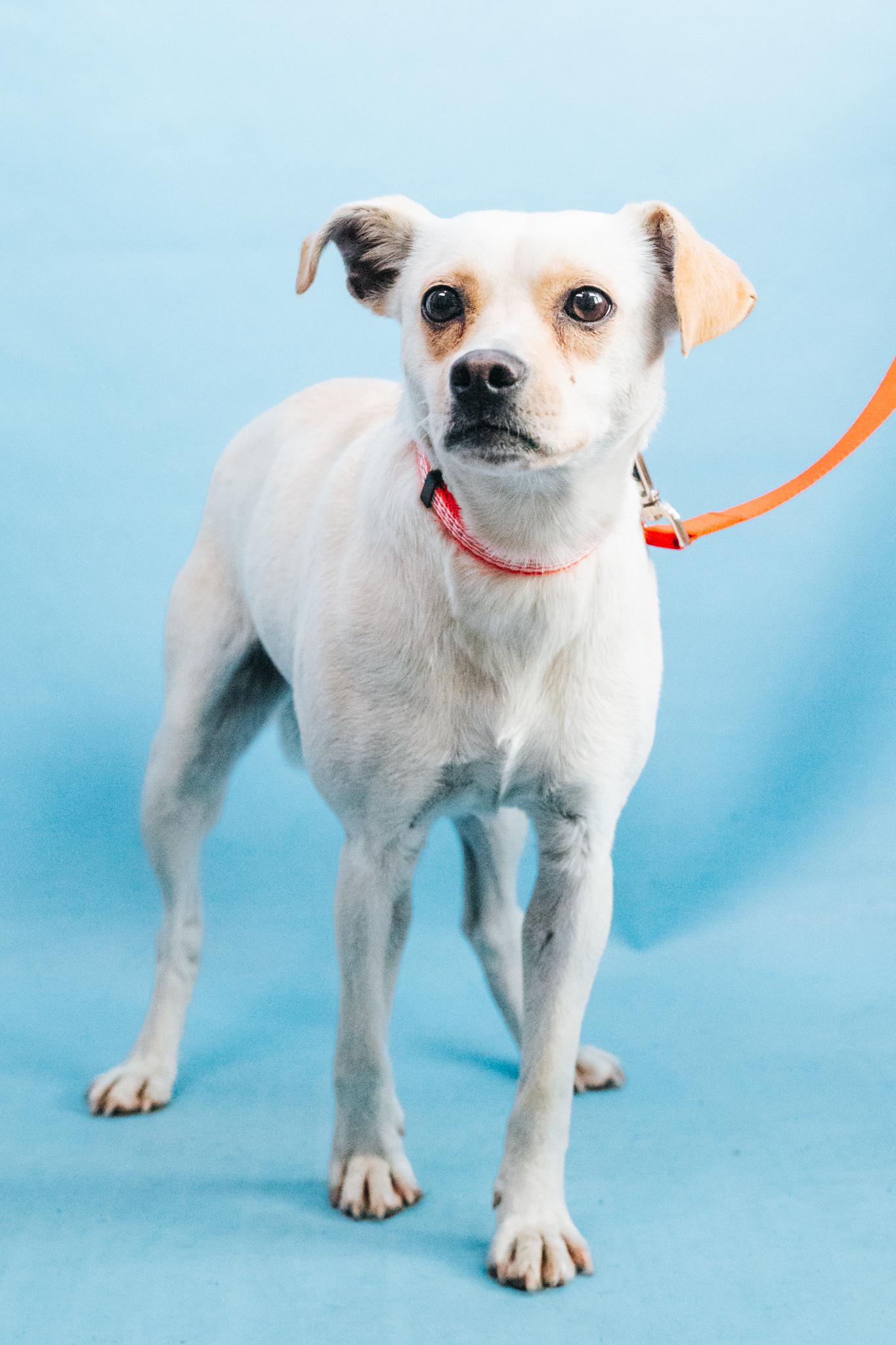 Enlarge Lottie, a Adoptable mixed breed in Minneapolis, MN image 4/6