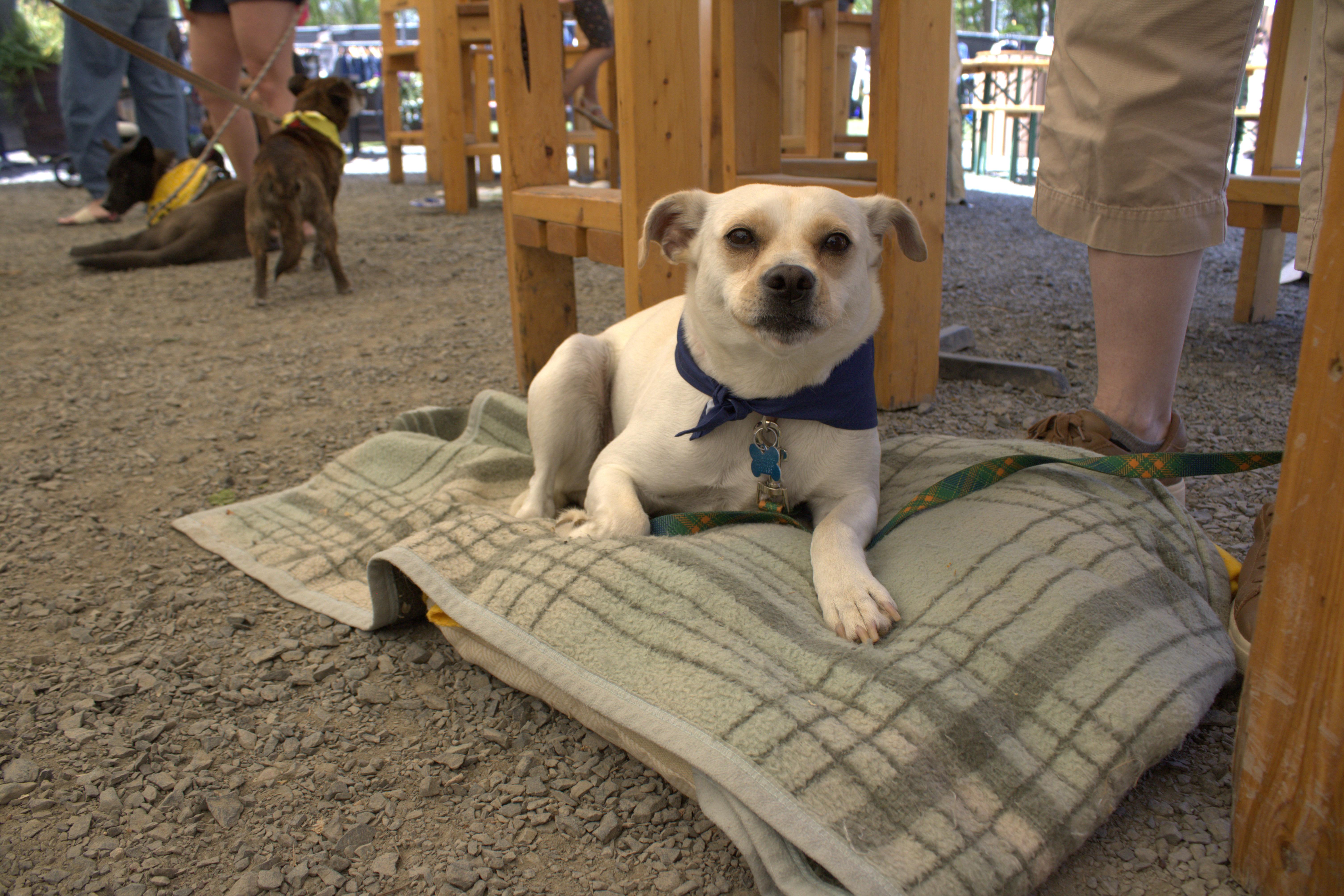 Enlarge Lottie, a Adoptable mixed breed in Minneapolis, MN image 5/6