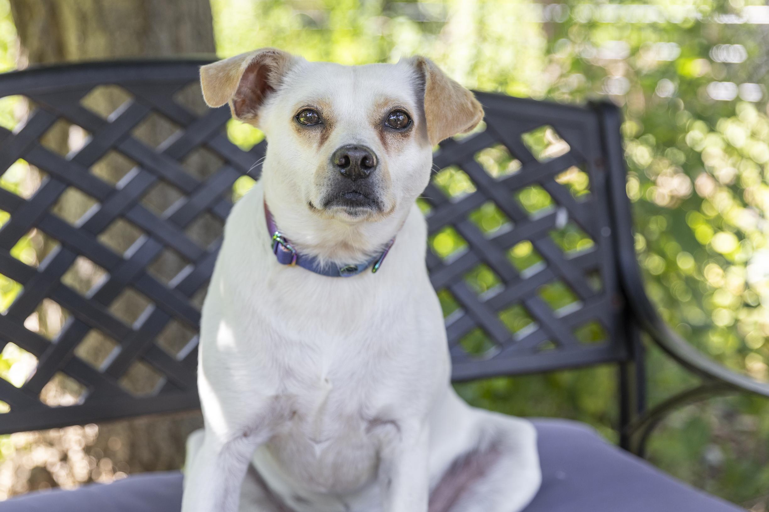 Enlarge Lottie, a Adoptable mixed breed in Minneapolis, MN image 4/6