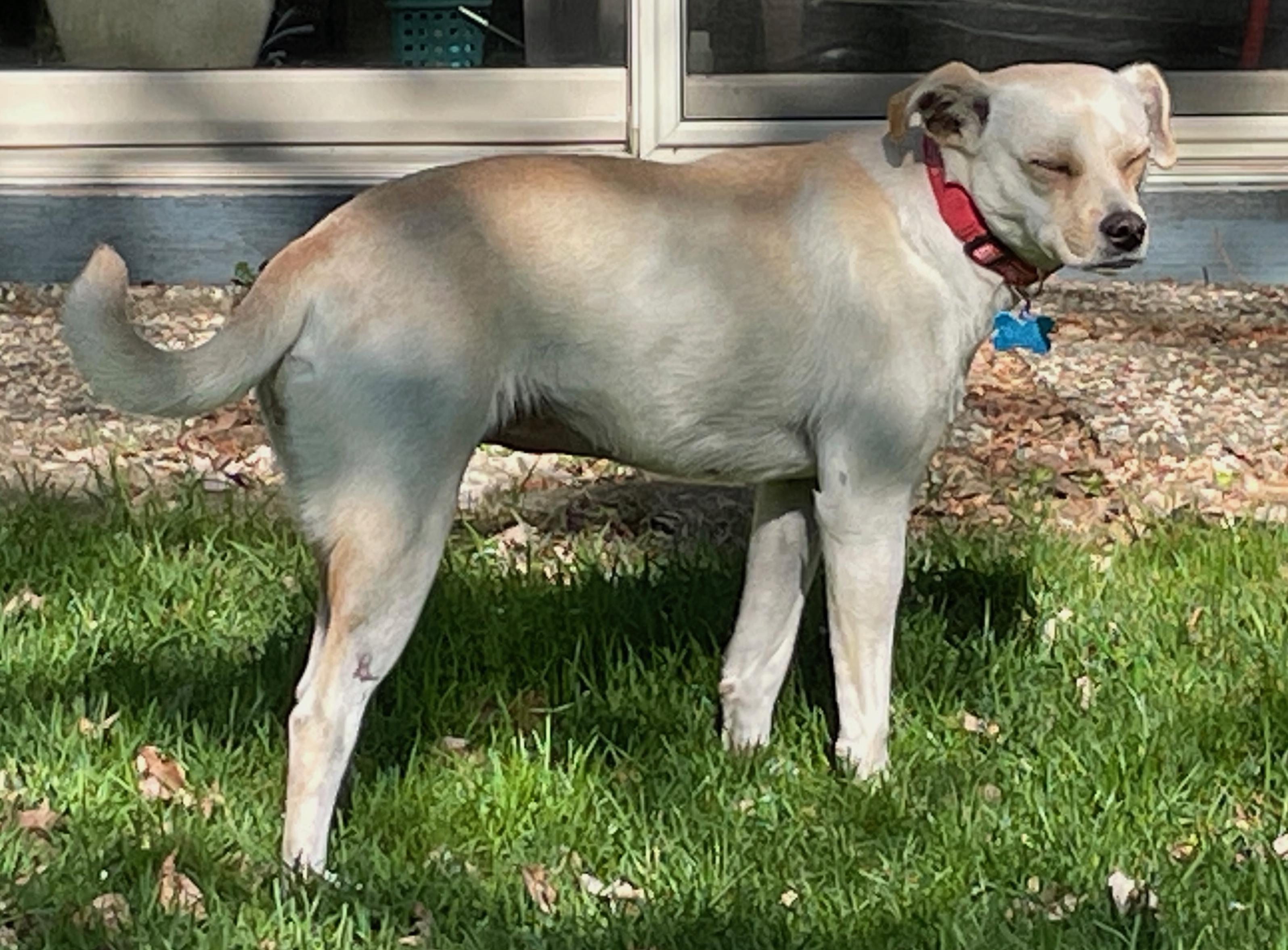 Enlarge Lottie, a Adoptable mixed breed in Minneapolis, MN image 5/6