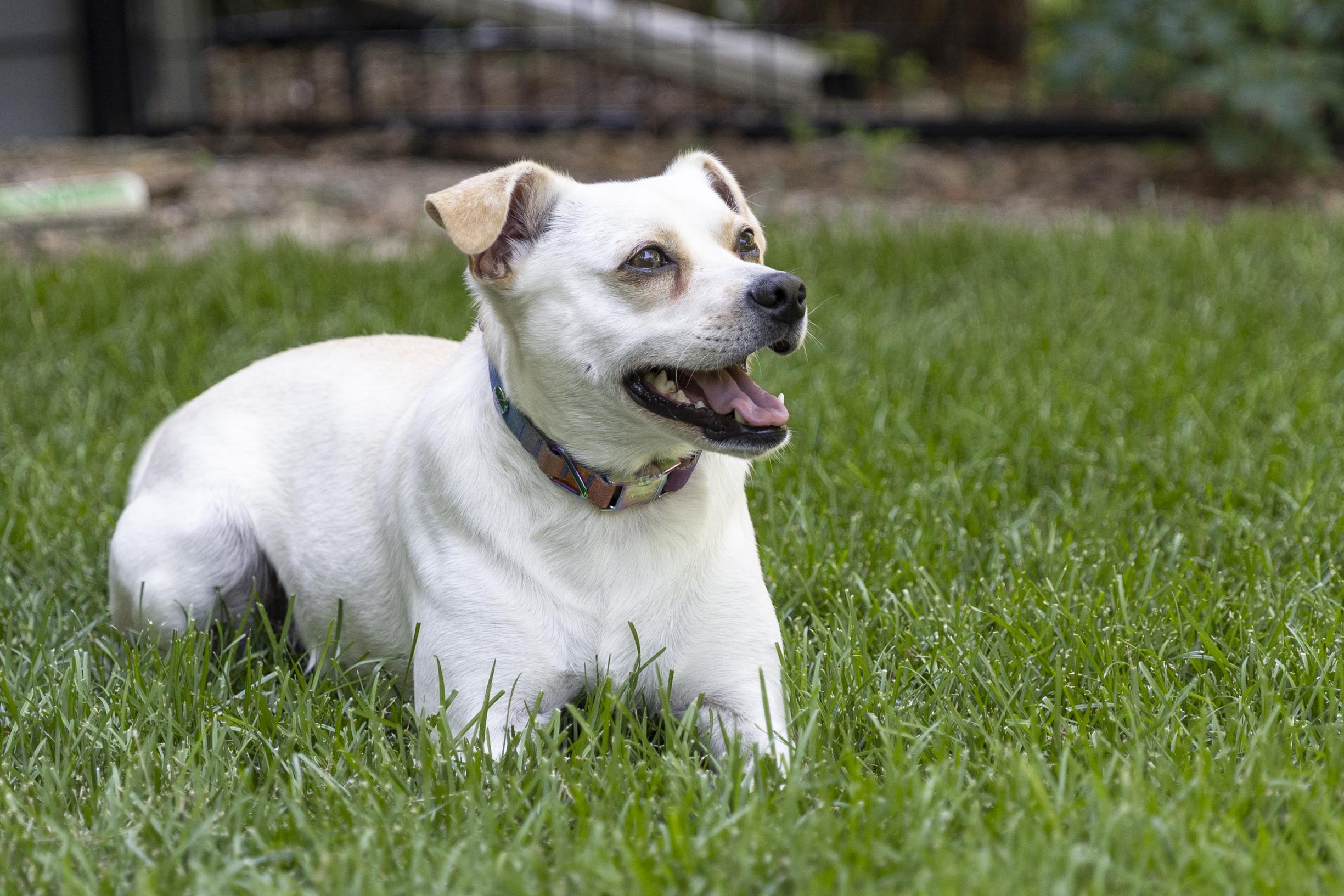 Enlarge Lottie, a Adoptable mixed breed in Minneapolis, MN image 2/6