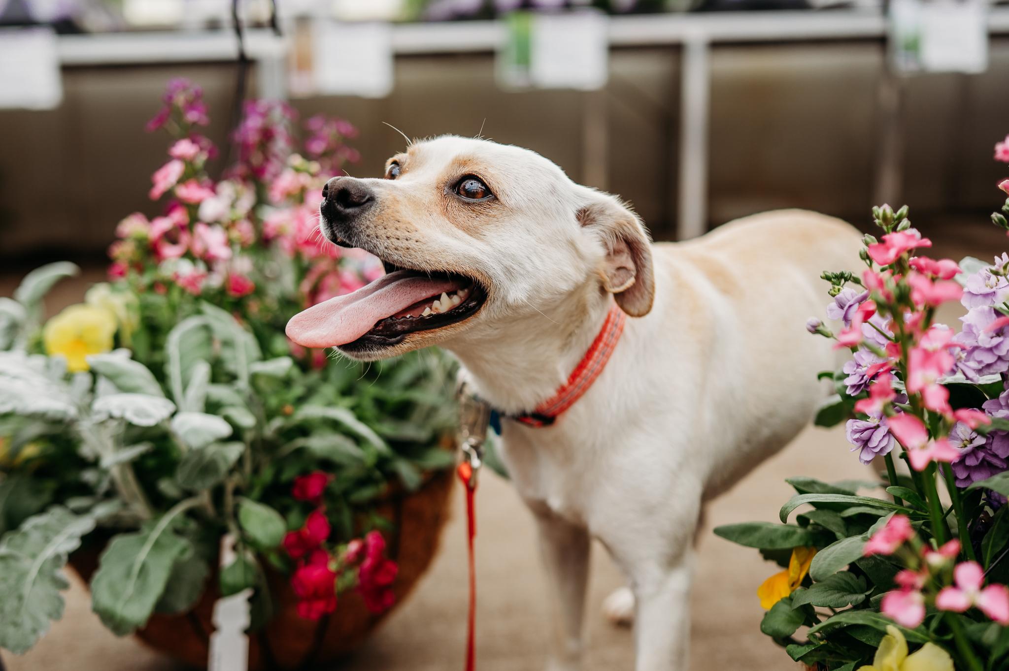 Enlarge Lottie, a Adoptable mixed breed in Minneapolis, MN image 3/6