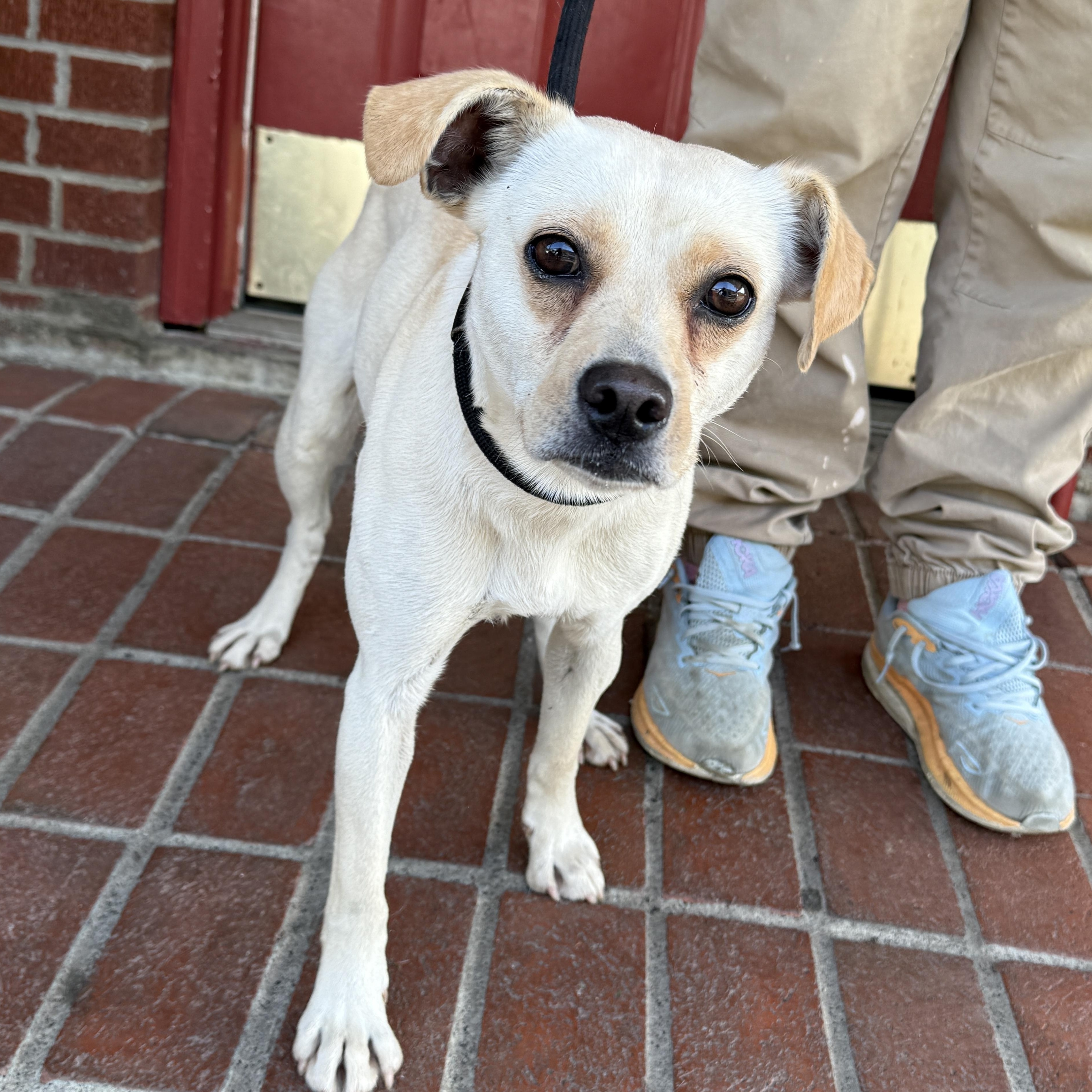 Enlarge Lottie, a Adoptable mixed breed in Minneapolis, MN image 1/6