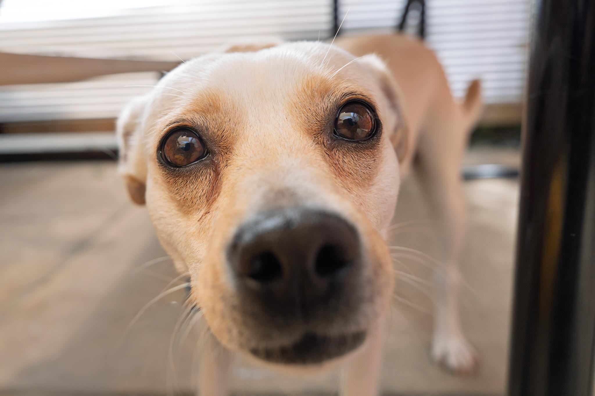 Lottie, a Adoptable mixed breed in Minneapolis, MN image 3/6