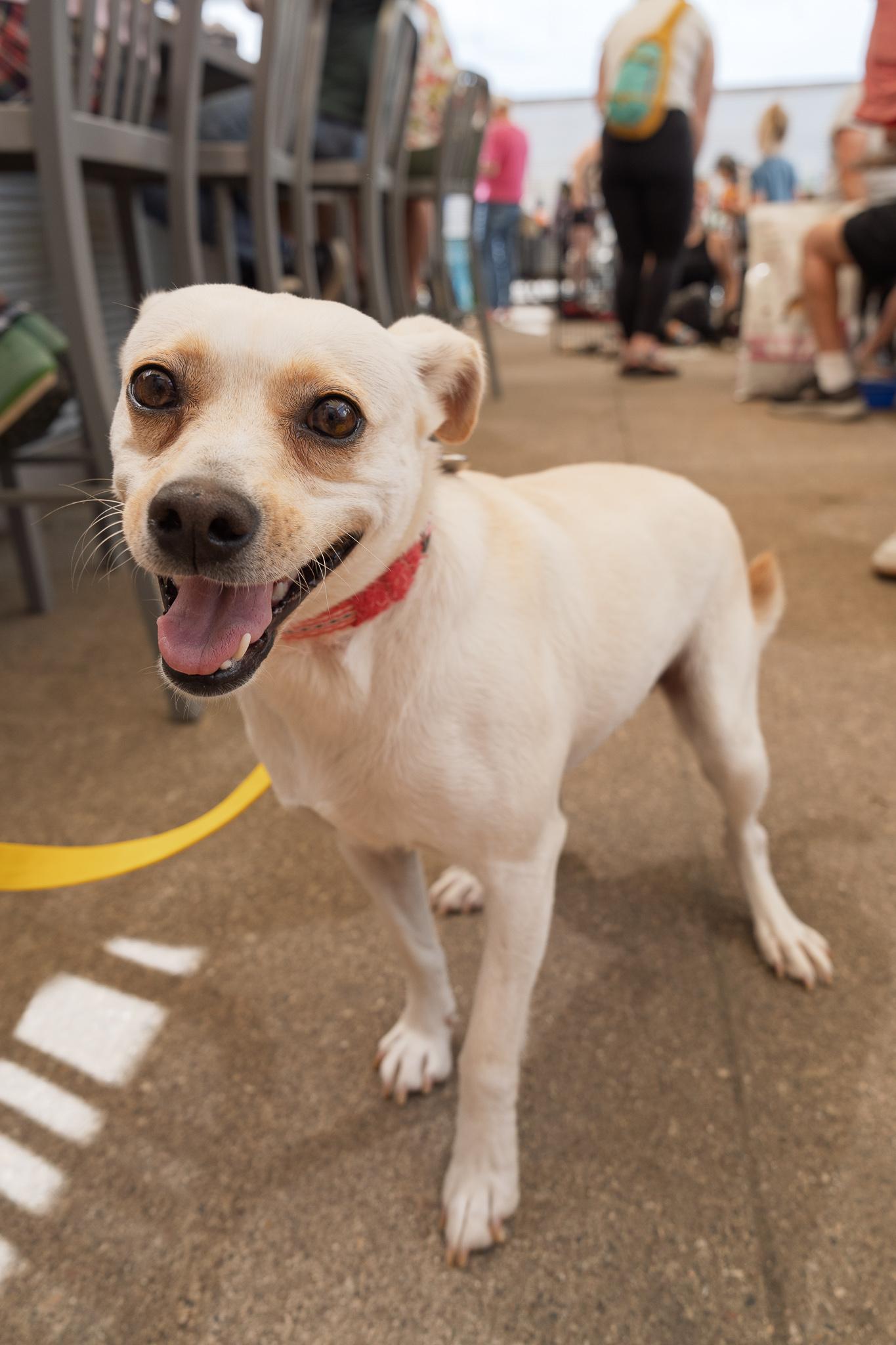 Lottie, a Adoptable mixed breed in Minneapolis, MN image 2/6