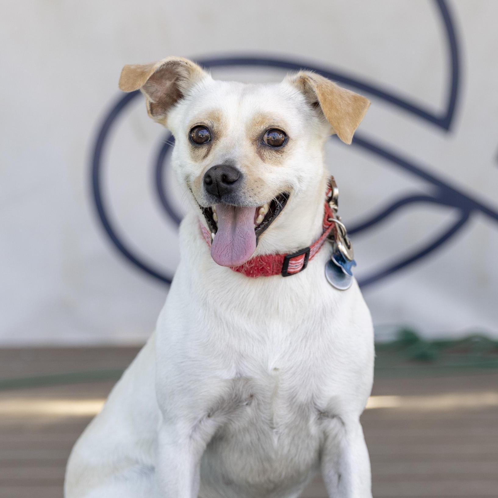Enlarge Lottie, a Adoptable mixed breed in Minneapolis, MN image 6/6
