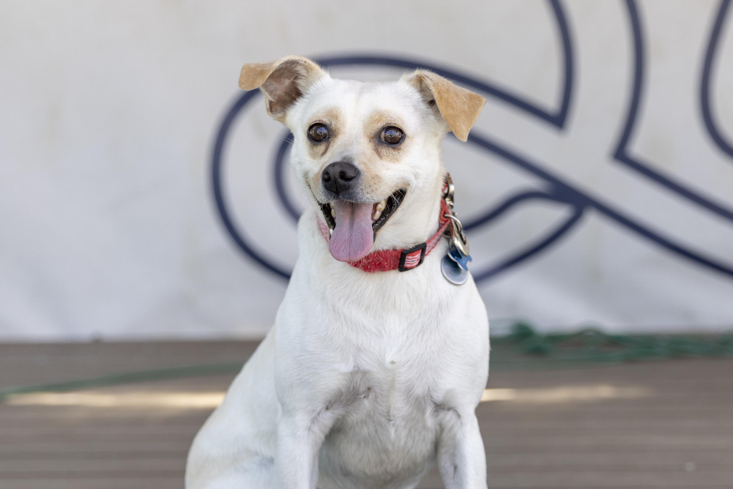 Lottie, a Adoptable mixed breed in Minneapolis, MN image 1/6
