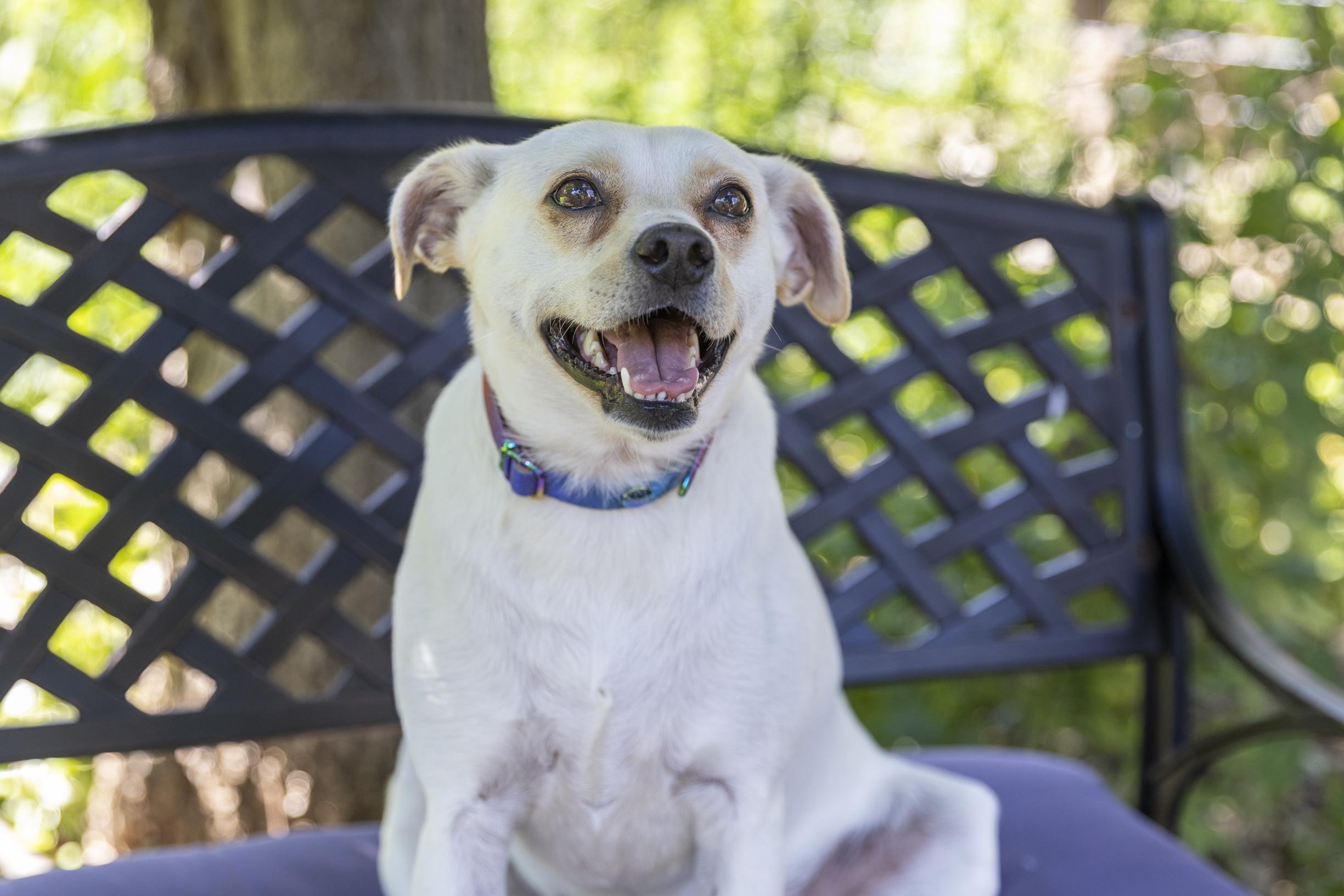 Enlarge Lottie, a Adoptable mixed breed in Minneapolis, MN image 1/6