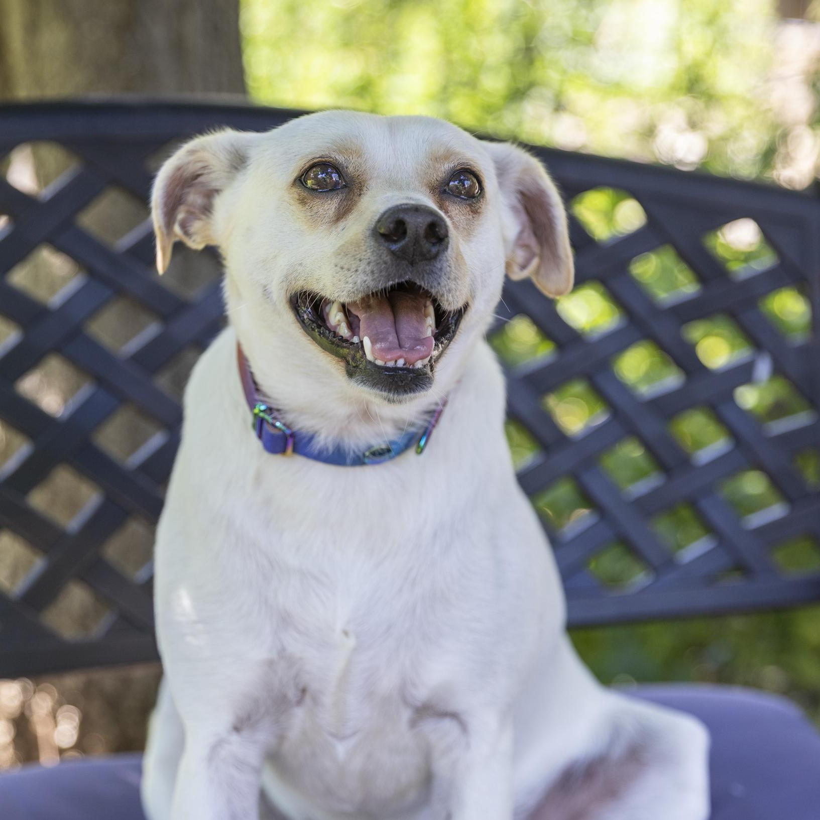Lottie, a Adoptable mixed breed in Minneapolis, MN image 1/6