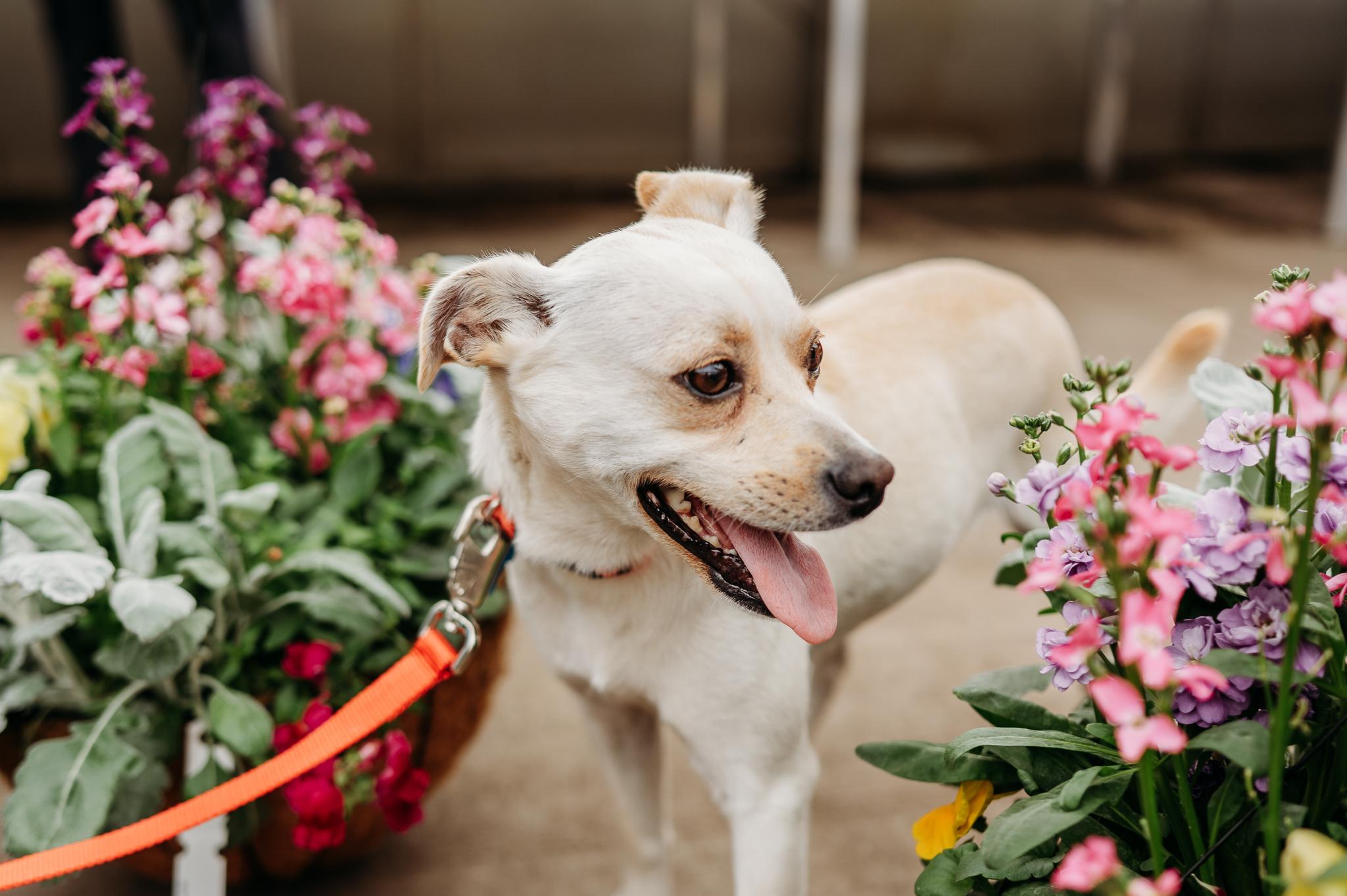 Enlarge Lottie, a Adoptable mixed breed in Minneapolis, MN image 2/6