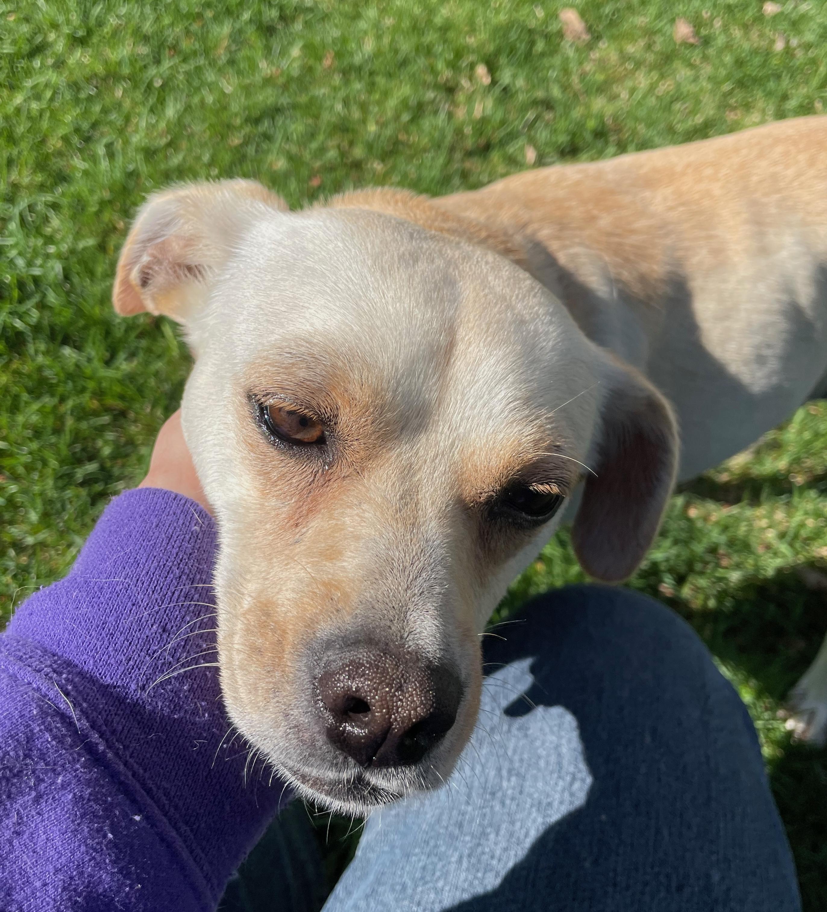 Enlarge Lottie, a Adoptable mixed breed in Minneapolis, MN image 6/6