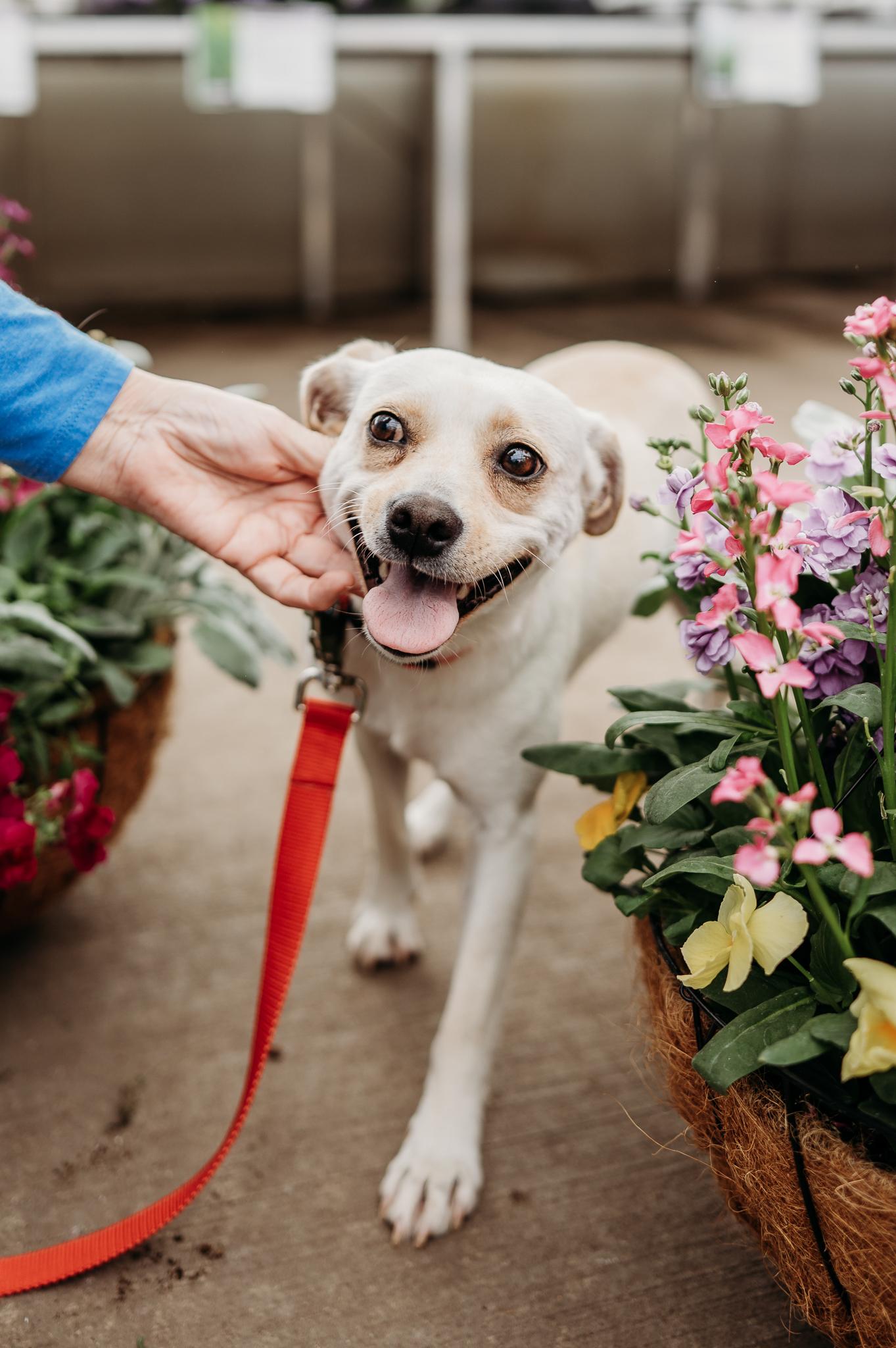 Enlarge Lottie, a Adoptable mixed breed in Minneapolis, MN image 1/6