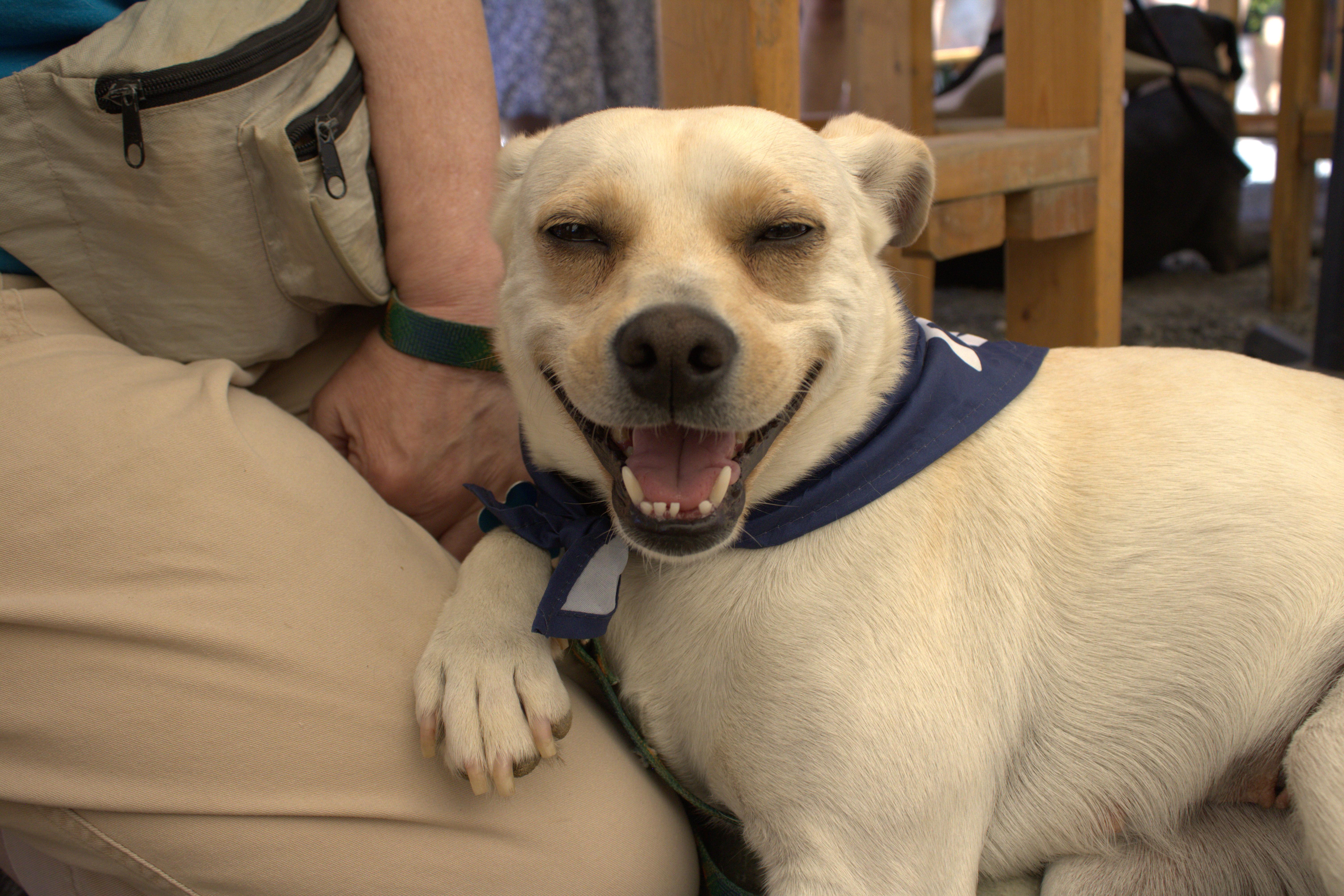 Enlarge Lottie, a Adoptable mixed breed in Minneapolis, MN image 6/6