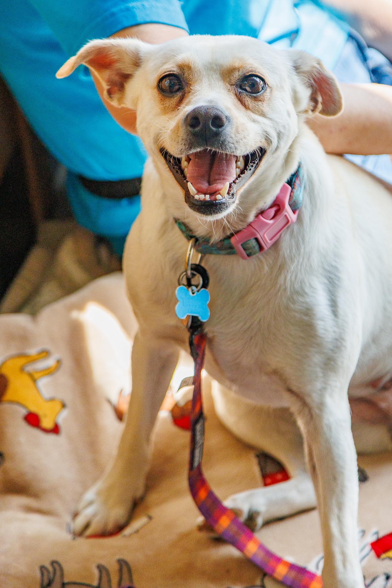 Lottie, Adoptable, Adult Female Beagle & Terrier.