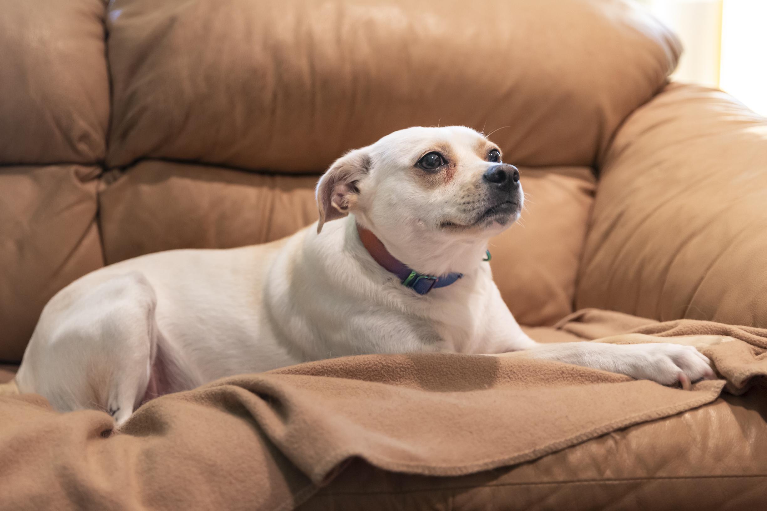 Enlarge Lottie, a Adoptable mixed breed in Minneapolis, MN image 3/6