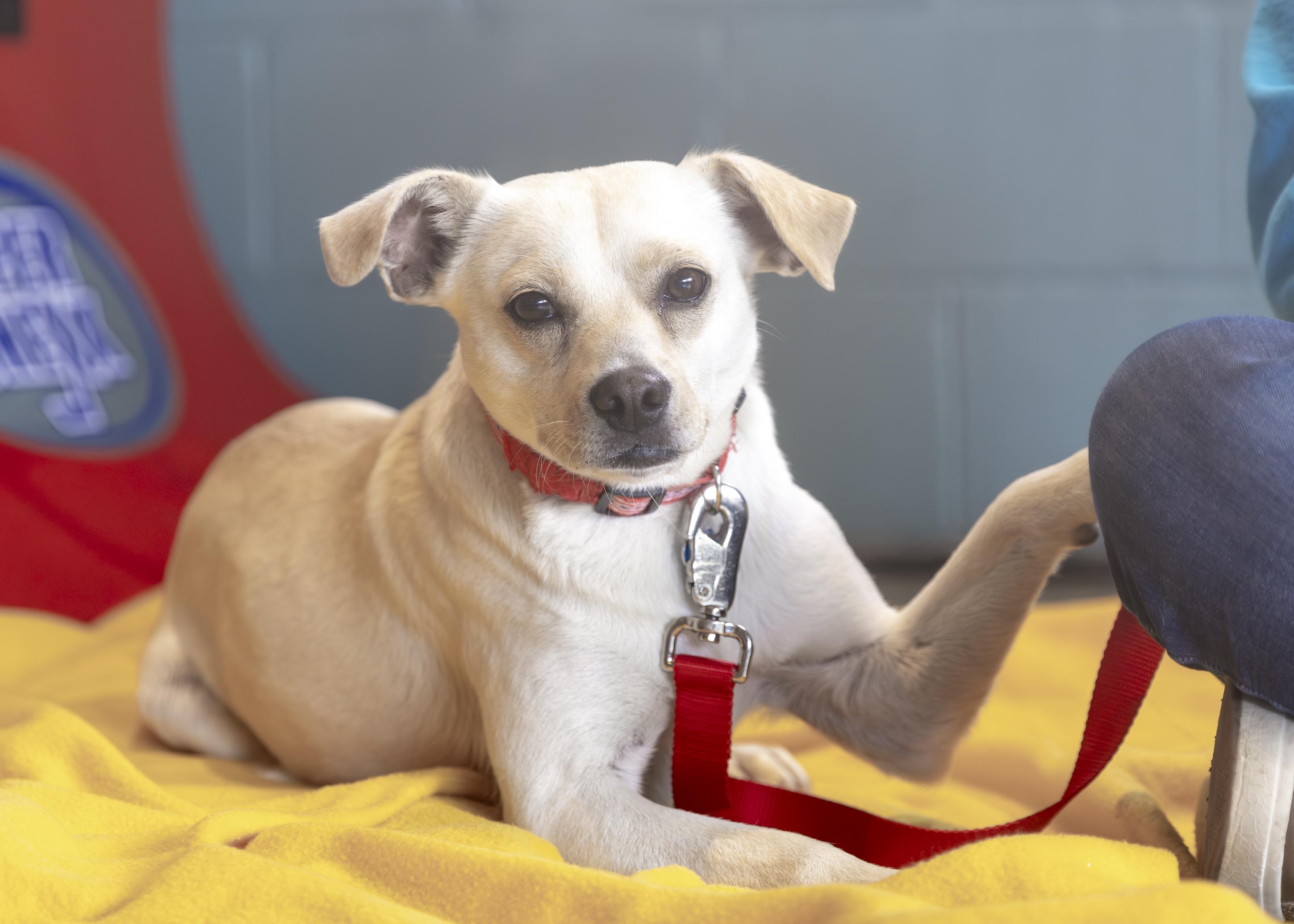Enlarge Lottie, a Adoptable mixed breed in Minneapolis, MN image 2/6