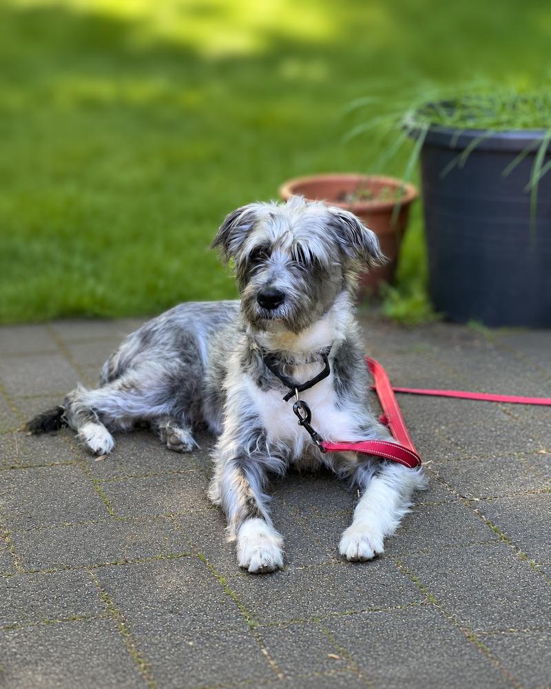 Enlarge Fun Dip, a Adoptable mixed breed in Wayne, NJ image 2/4