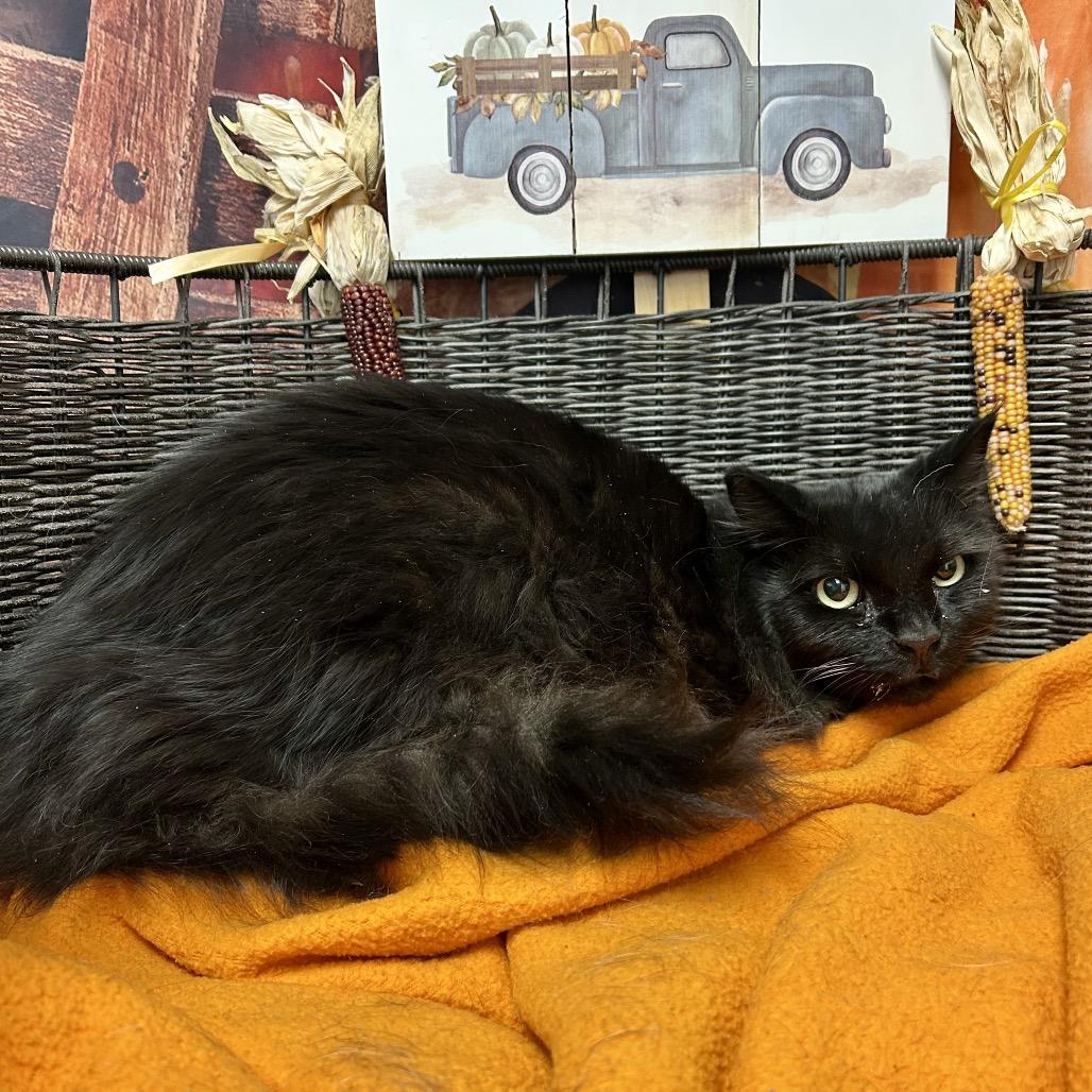 Casey MuMu, a Adoptable Domestic Long Hair in Henderson, NV image 1/5