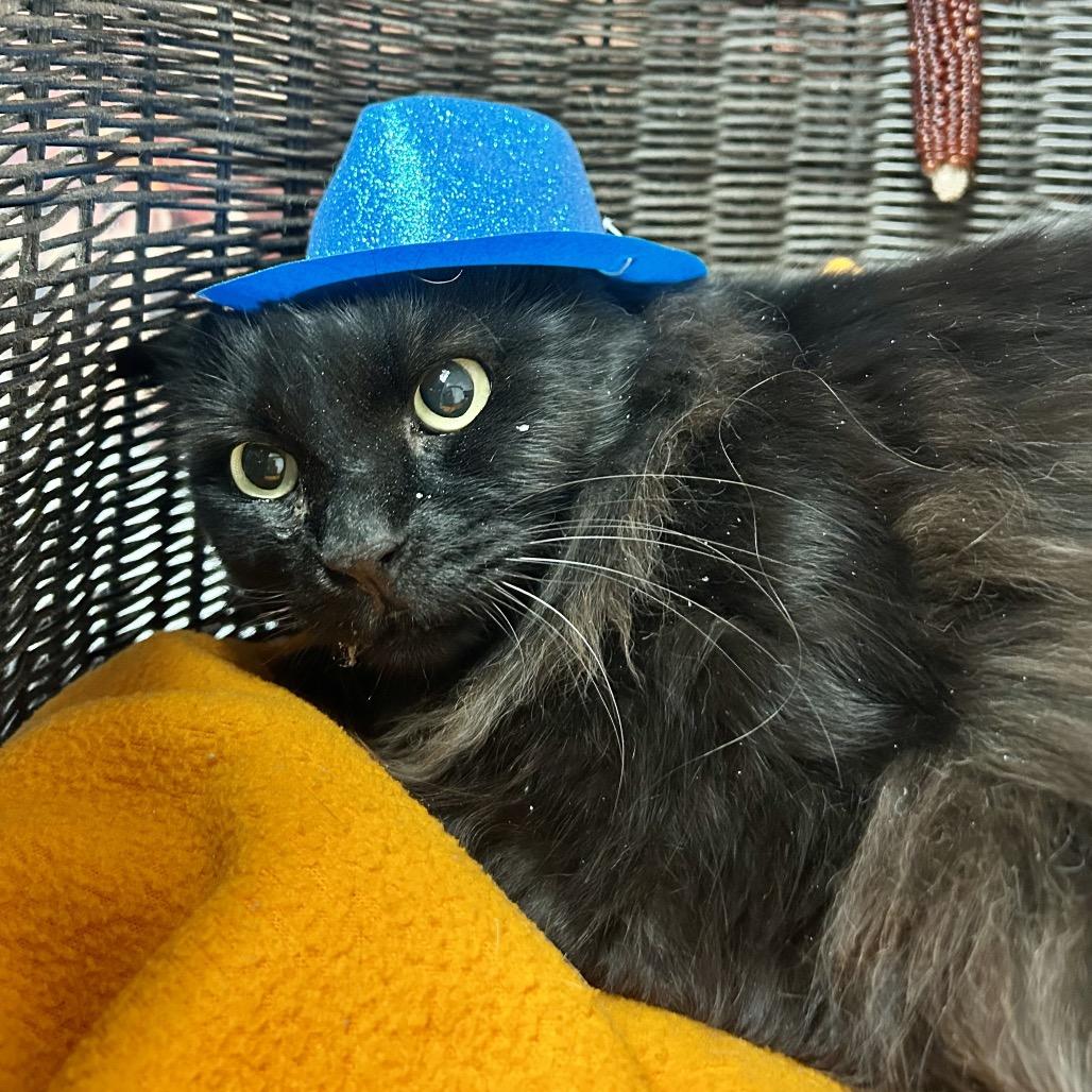 Casey MuMu, a Adoptable Domestic Long Hair in Henderson, NV image 2/5