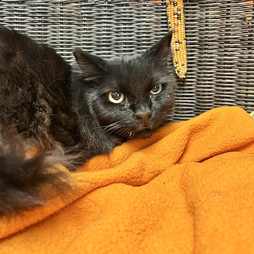 Casey MuMu, a Adoptable Domestic Long Hair in Henderson, NV image 3/5