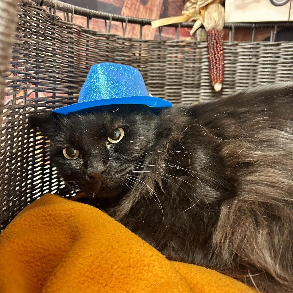 Casey MuMu, a Adoptable Domestic Long Hair in Henderson, NV image 4/5