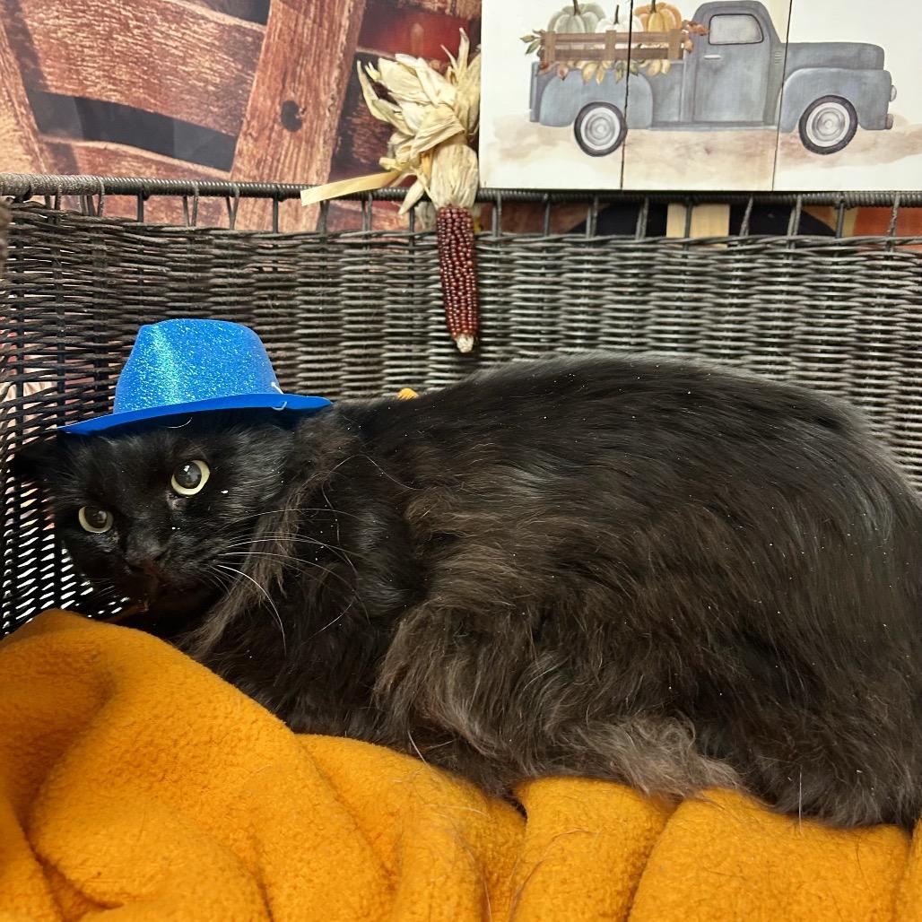 Casey MuMu, a Adoptable Domestic Long Hair in Henderson, NV image 5/5