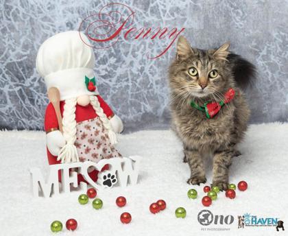 Penny, Adoptable, Adult Female Domestic Long Hair & Domestic Short Hair.