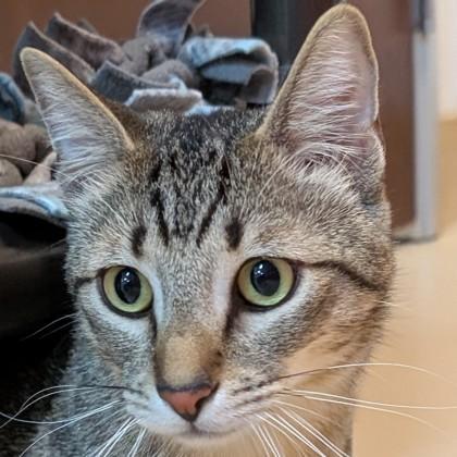 Buttercup, Adoptable, Young Male Domestic Short Hair & Domestic Short Hair.