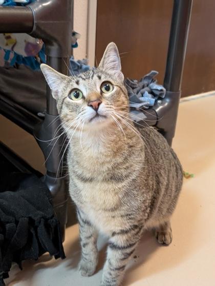 Enlarge Buttercup, a Adoptable mixed breed in Pleasanton, CA image 3/3