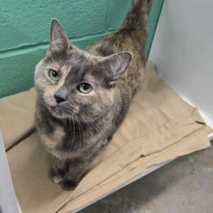 CRICKET, Adoptable, Adult Female Domestic Short Hair.