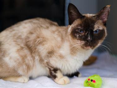 Dina, ADOPTABLE, Senior Female Snowshoe.