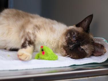 Dina (no teeth), a ADOPTABLE mixed breed in Lancaster, PA image 2/5