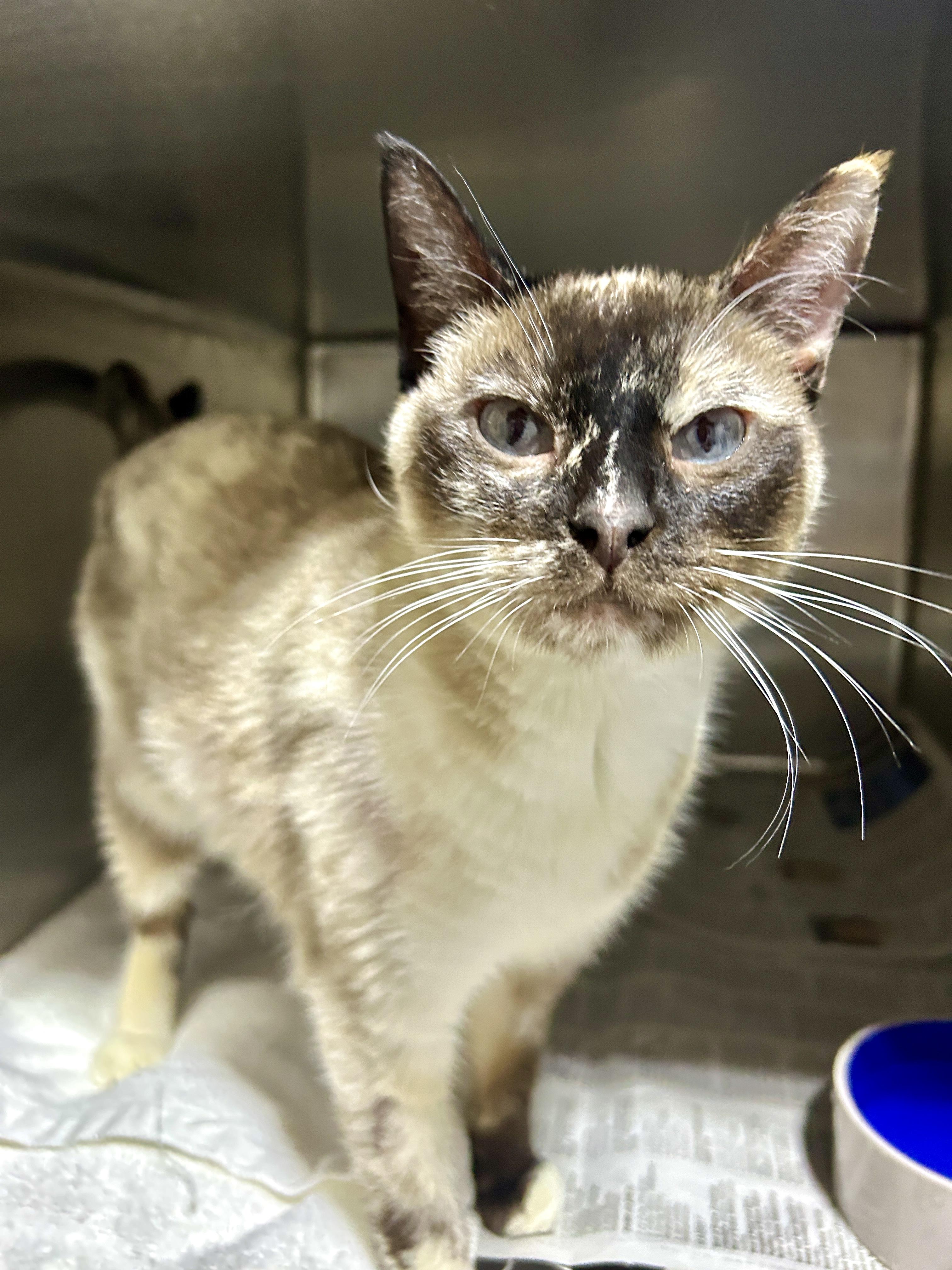 Dina (no teeth), a ADOPTABLE mixed breed in Lancaster, PA image 4/5