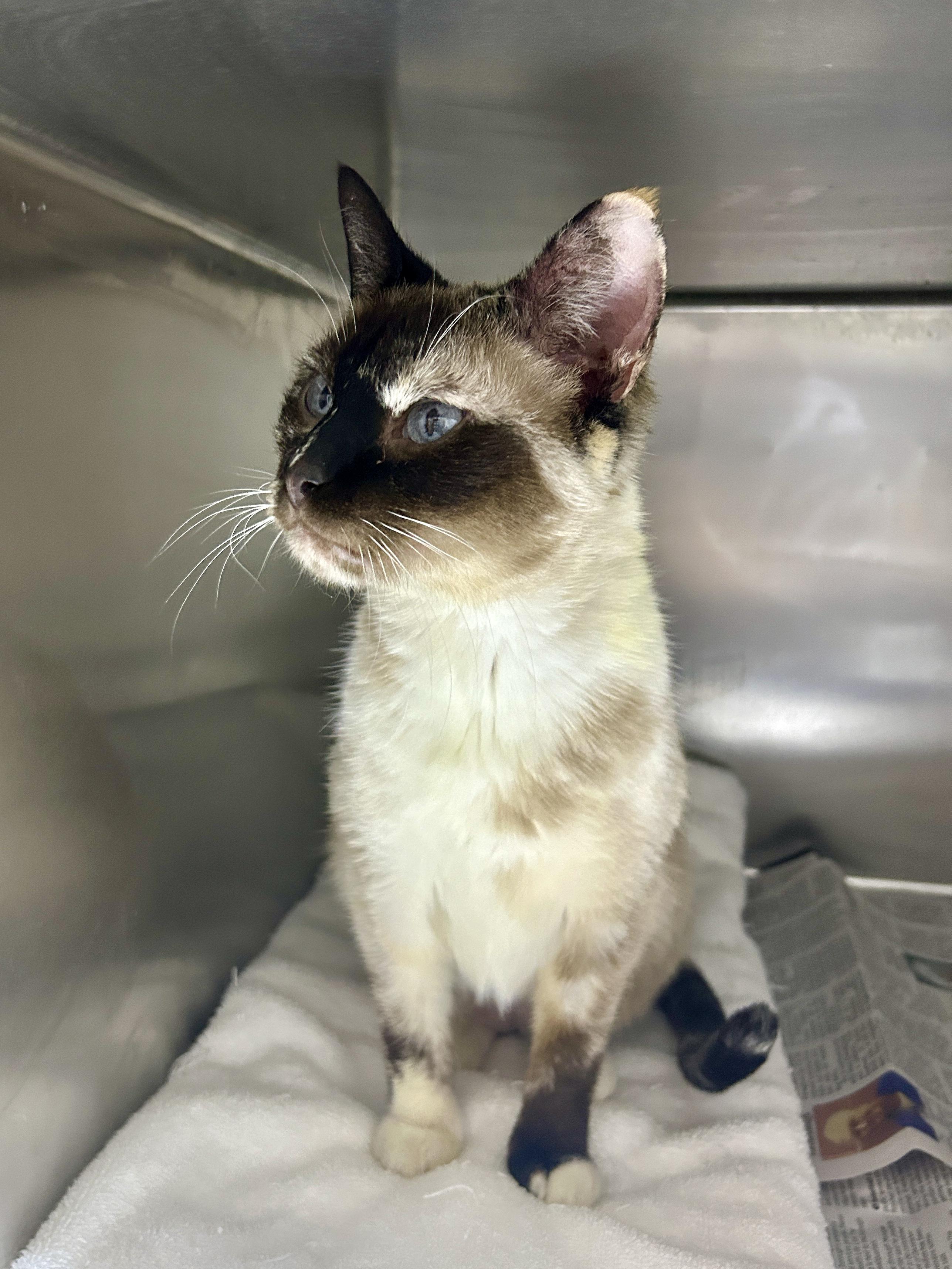 Dina (no teeth), ADOPTABLE, Adult Female Snowshoe & Siamese.