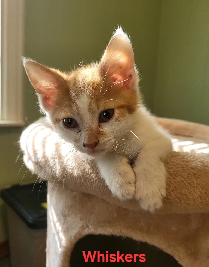 Whiskers, Adoptable, Kitten Male Domestic Short Hair.