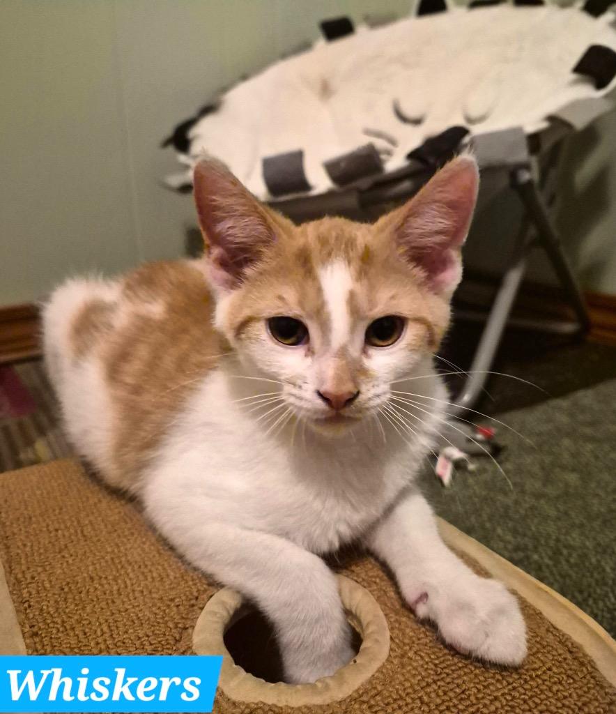Enlarge Whiskers, a Adoptable mixed breed in Newaygo, MI image 2/2