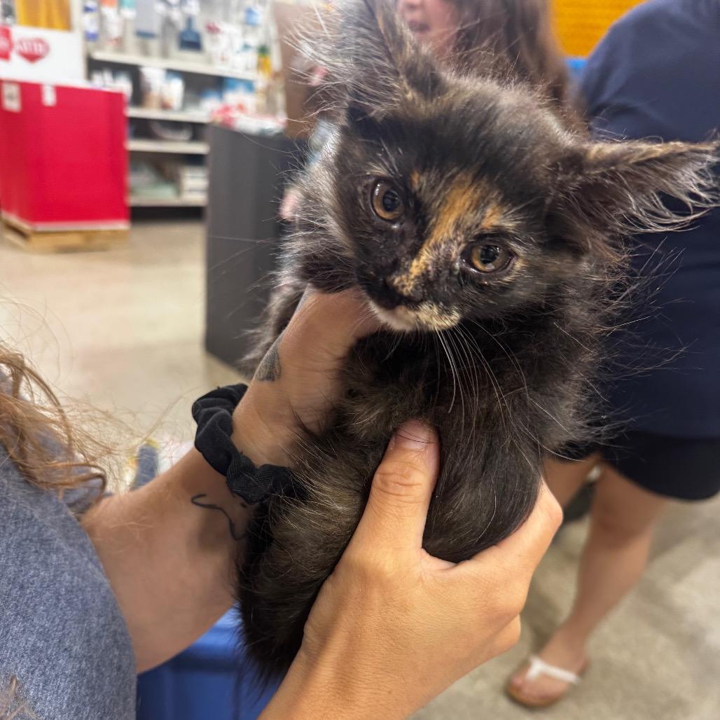 Nirvana, Adoptable, Young Female Domestic Medium Hair.