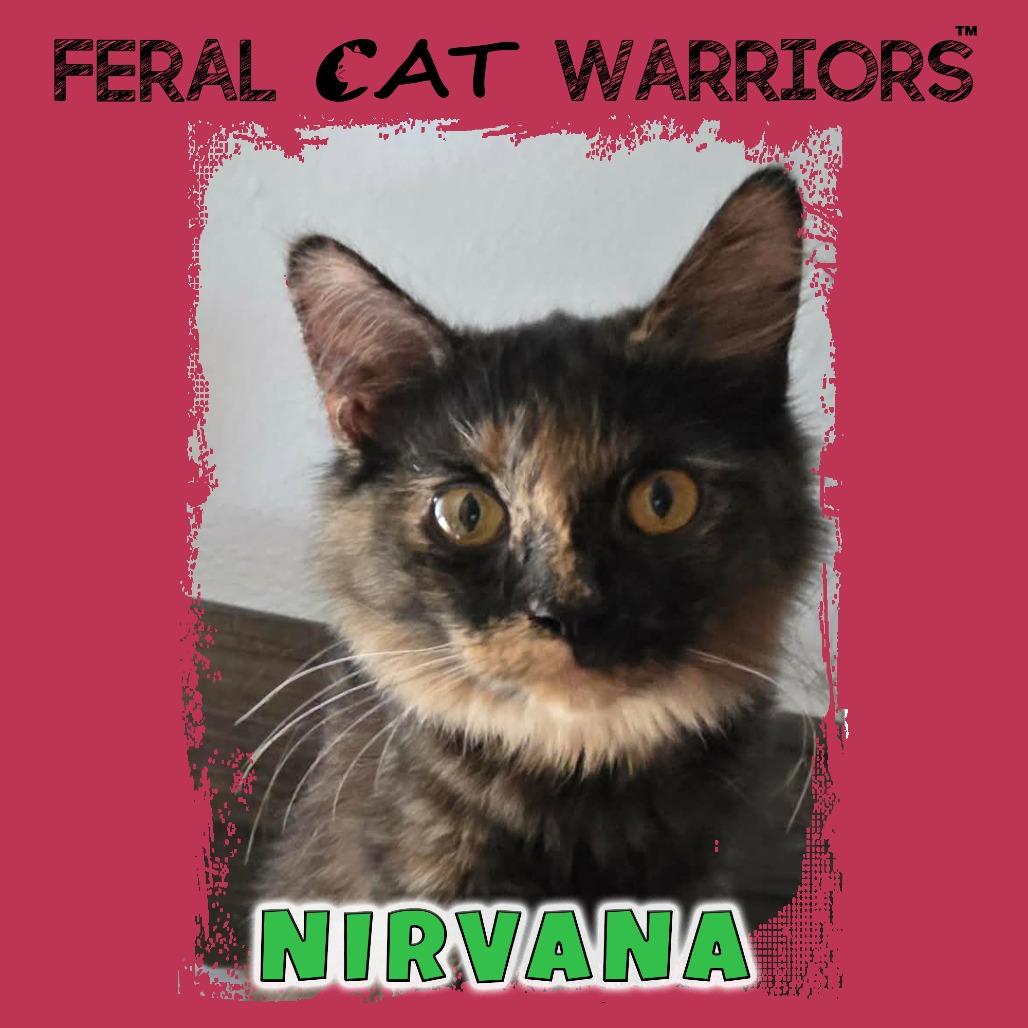 Enlarge Nirvana, a Adoptable Domestic Medium Hair in Kingman, AZ image 2/2