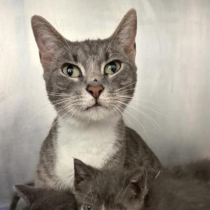 Etna, a Adoptable American Shorthair in Mount Shasta, CA image 1/4