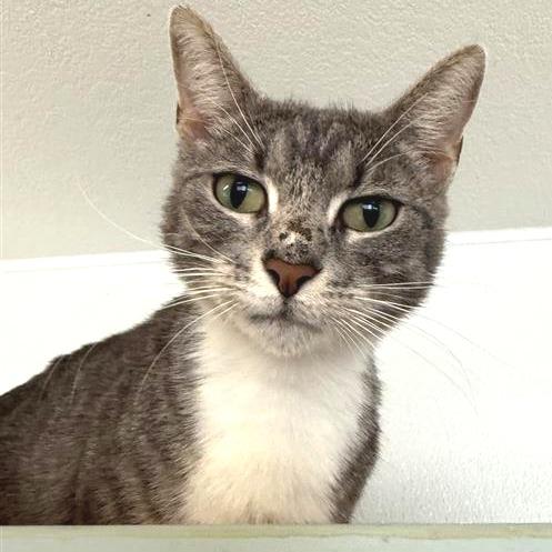 Enlarge Etna, a Adoptable American Shorthair in Mount Shasta, CA image 2/6