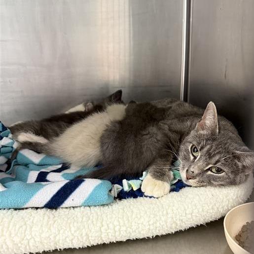 Etna, a Adoptable American Shorthair in Mount Shasta, CA image 2/4