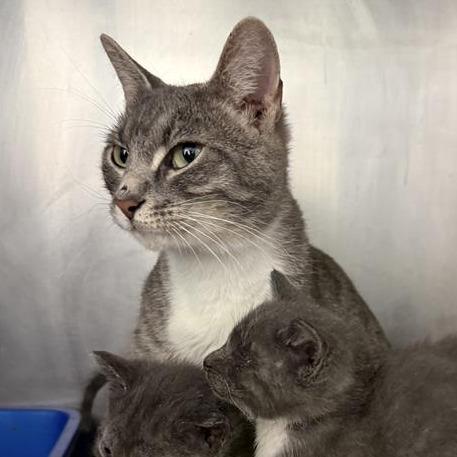 Etna, a Adoptable American Shorthair in Mount Shasta, CA image 3/4